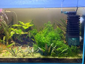 Callicostella moss