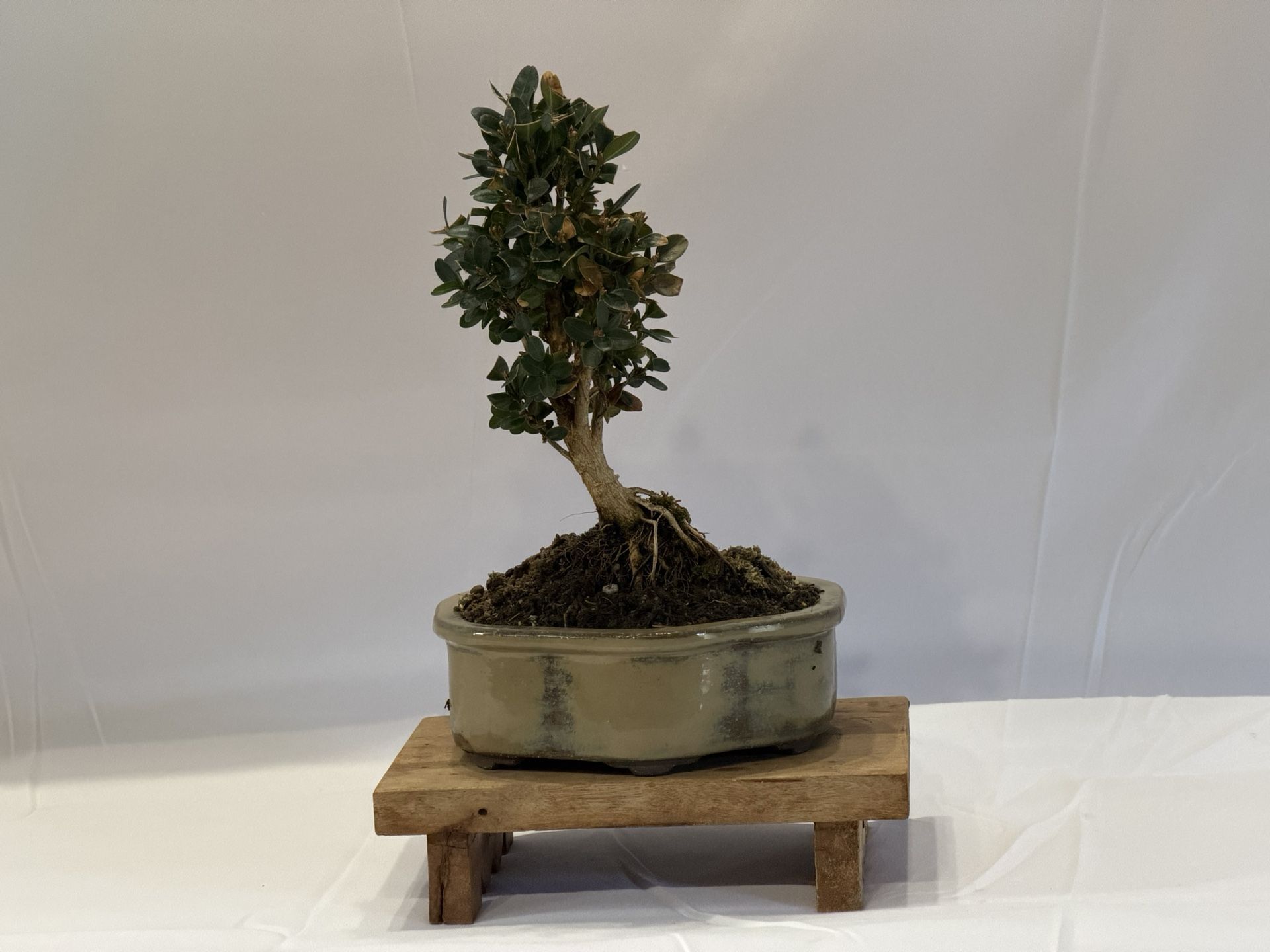 Bonsai, Boxwood