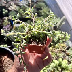 2” Succulents 
