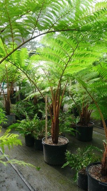 LIVE PLANT 1ft Cyathea cooperi Australian Cooper's Tree Fern