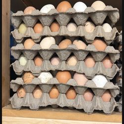 Fresh and organic eggs