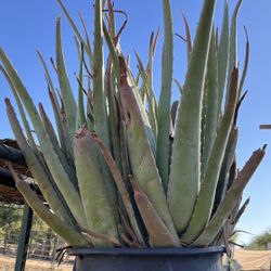 Aloe Vera Succulent Plants 5 Gallon
