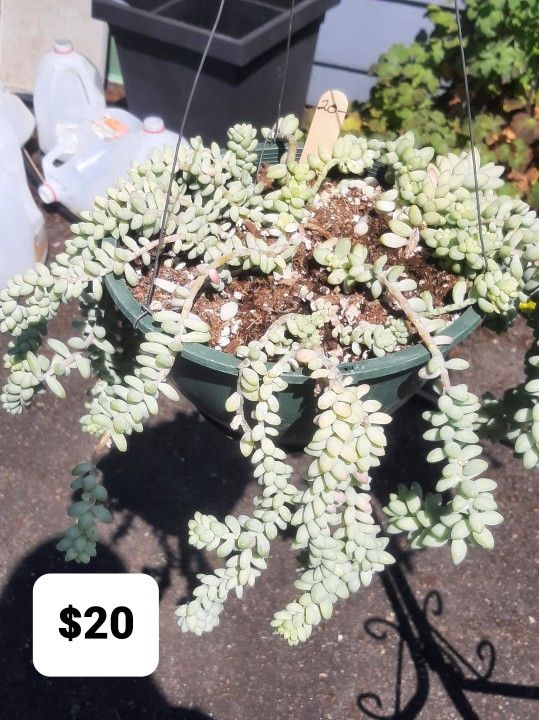 Tender Succulent Hanging Baskets