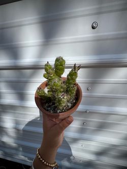 Cactus
