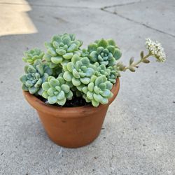 Sedum clavatum Succulent 