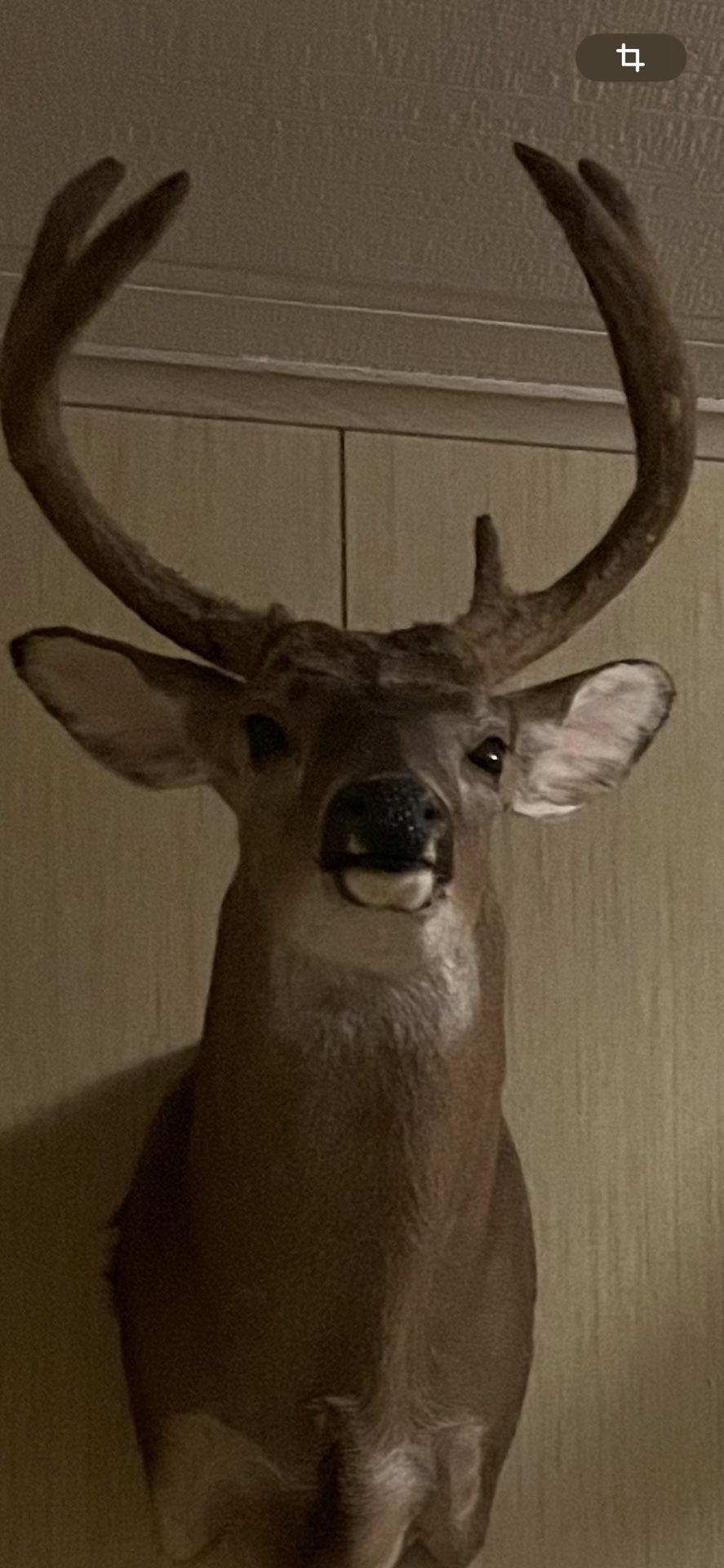 Deer Taxidermis shoulder Mount