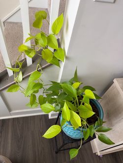 Pothos