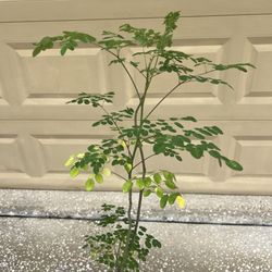 Moringa tree 4 ft height 🌳
