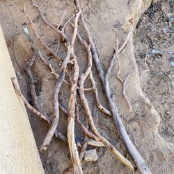 Driftwood ! Eucalyptus