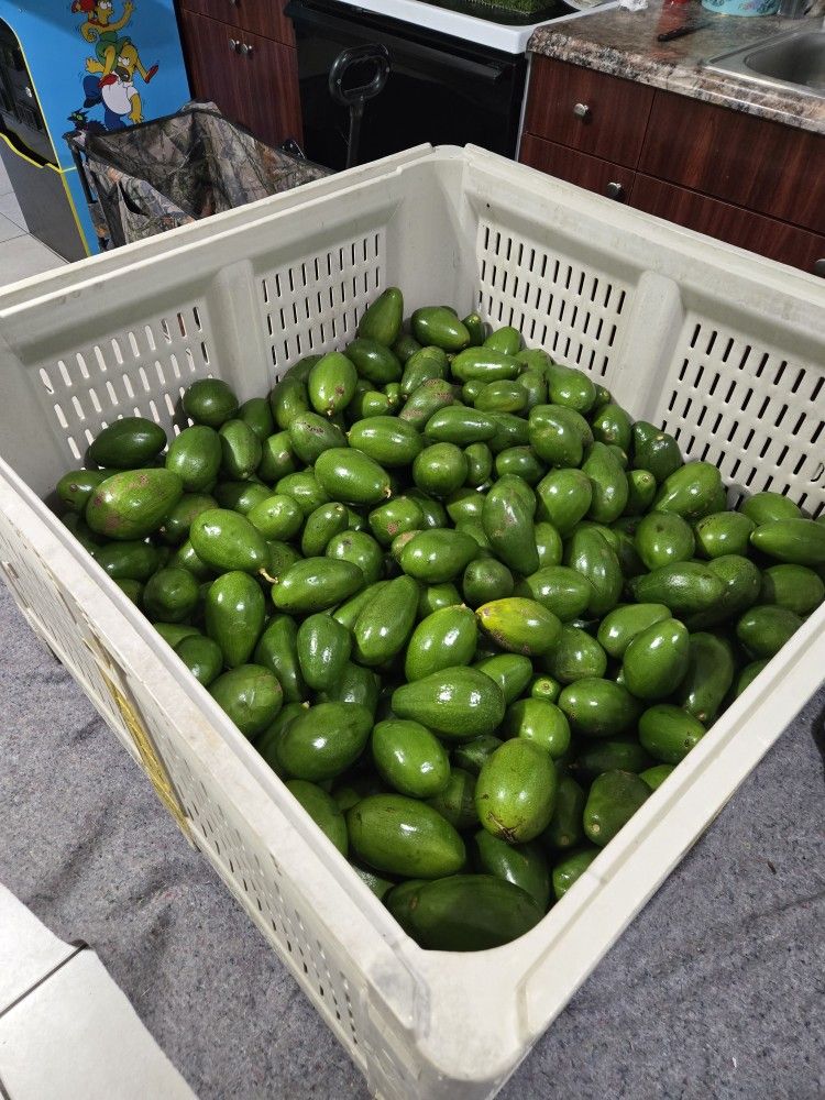 Avacado Donniea