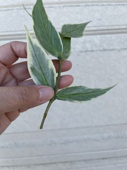 Albo Polyneura plant CUTTING