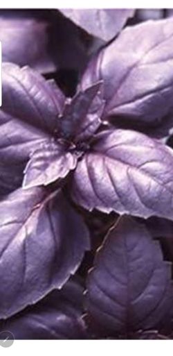 Bulk Organic Purple Basil