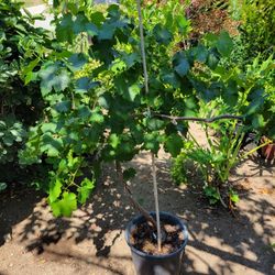 Grape vine