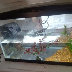 Turtle 🐢 Tank Available 10 Gallon 