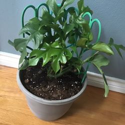 Plant