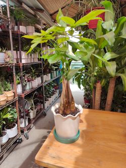 Money Tree