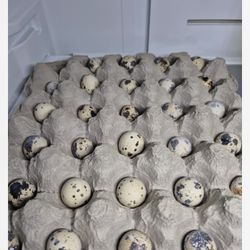 Fresh Quail Eggs