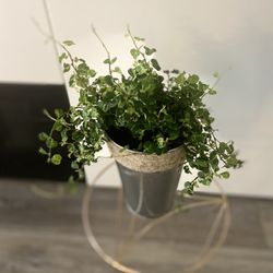 Housplant Verigated Creeping Fig