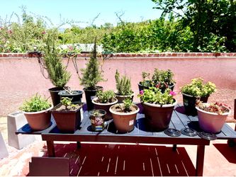 Huge Plant & Planter Sale! Otto & Sons Roses, Ceramic Pots & More