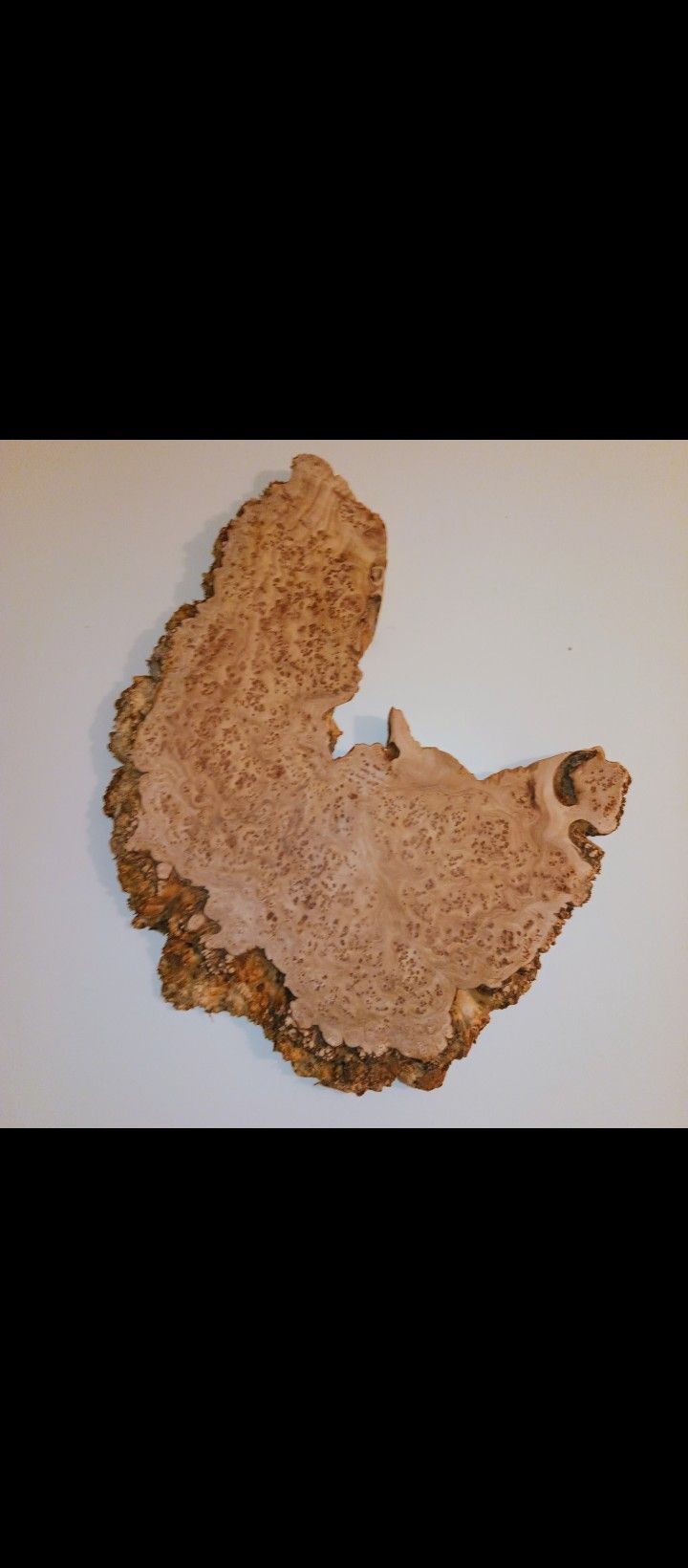 Beautiful Burl Wood Slab