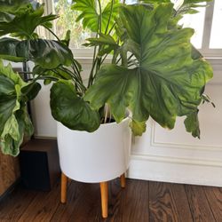 Philodendron “Hope”. Living Plant In Pot $150