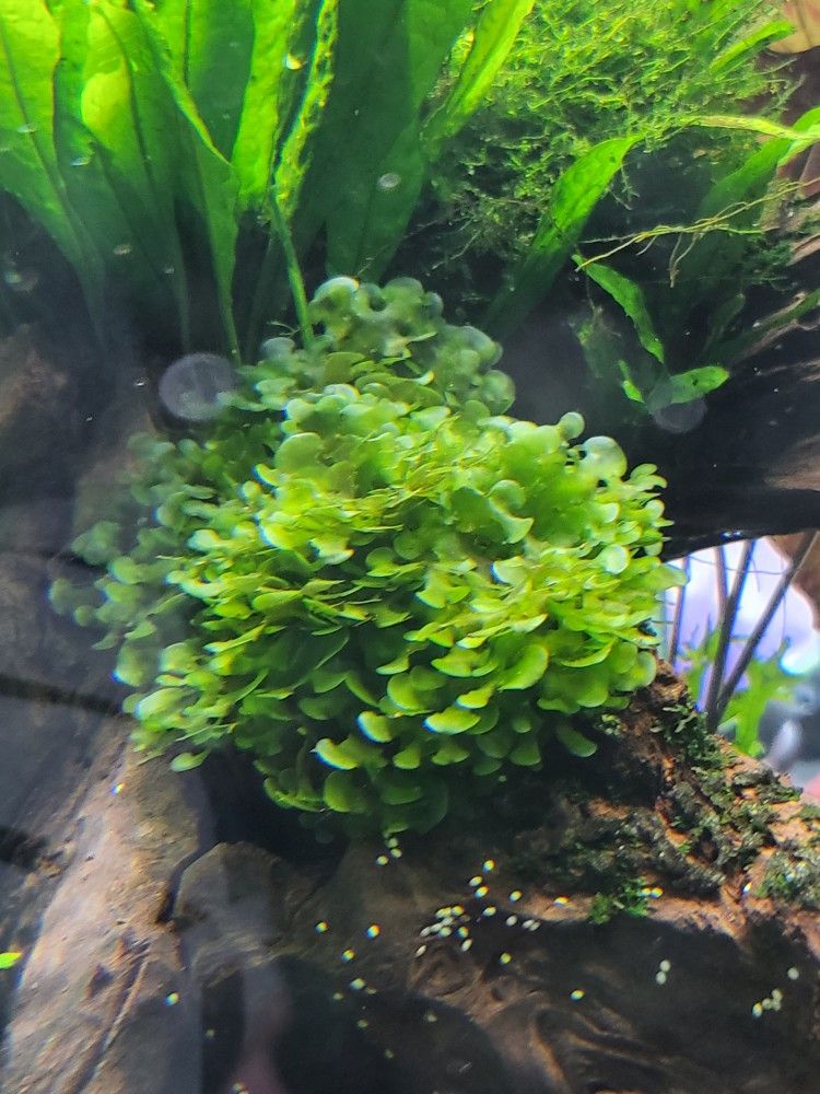 Fish tank plants planted aquarium Subwassertang