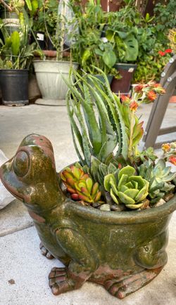 Multi succulents in clay frog pot