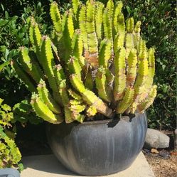 Cactus In Ceramic Planter