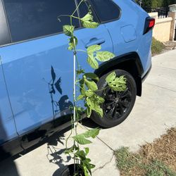 Passion Fruit Plant