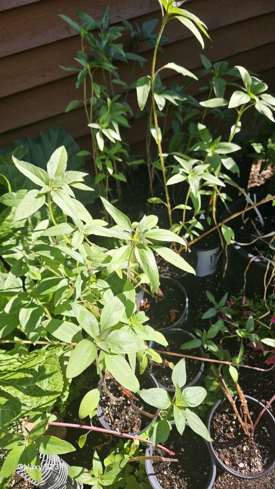 Sunflowers Need A Home!