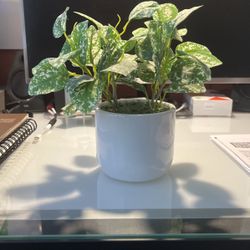 Small Fake Plant