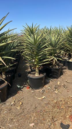 Aloe Hercules 25g