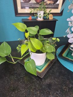Mixed house plants 4" pot