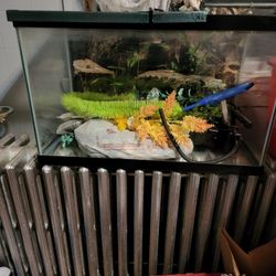 10 GALLON TANK