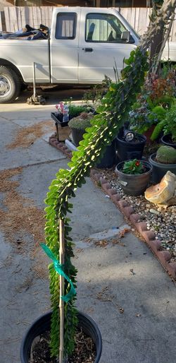 Cactus