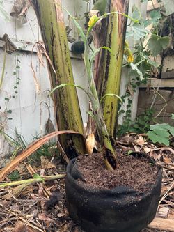 Lacatan Banana tree (2 Gallon container)