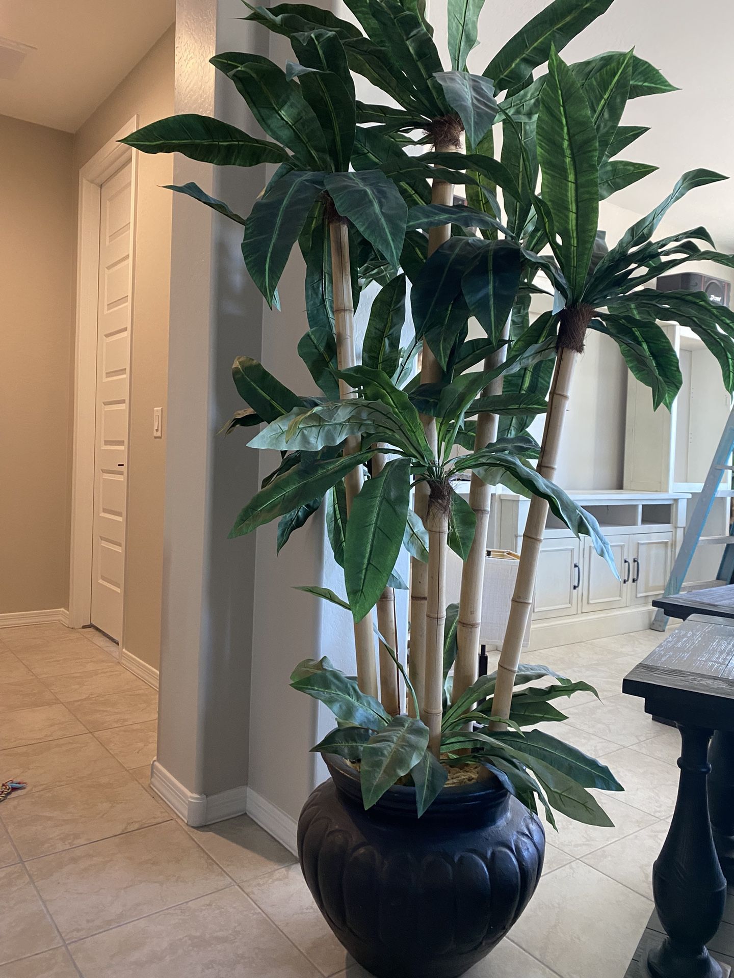 Plant