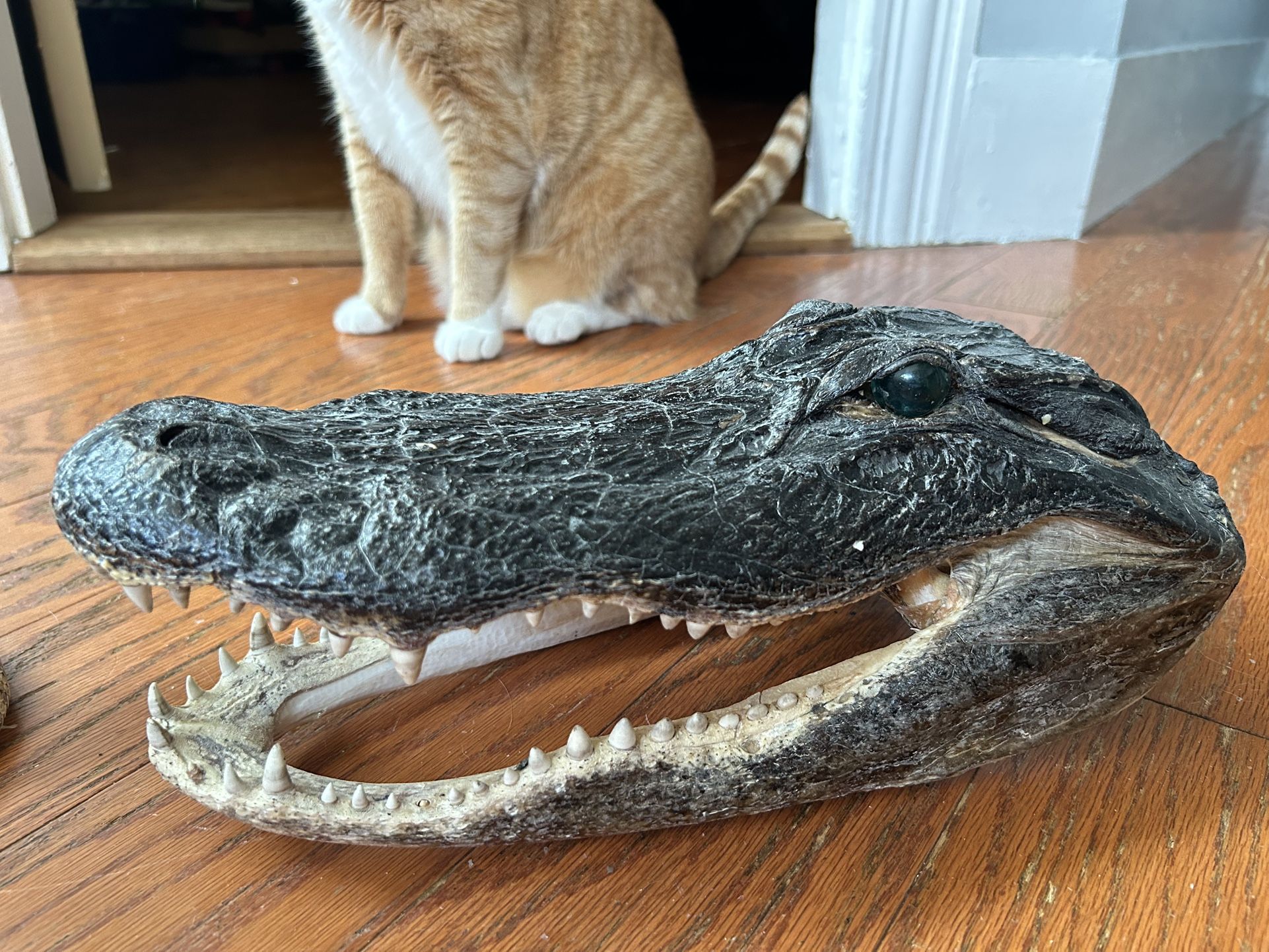 Taxidermy