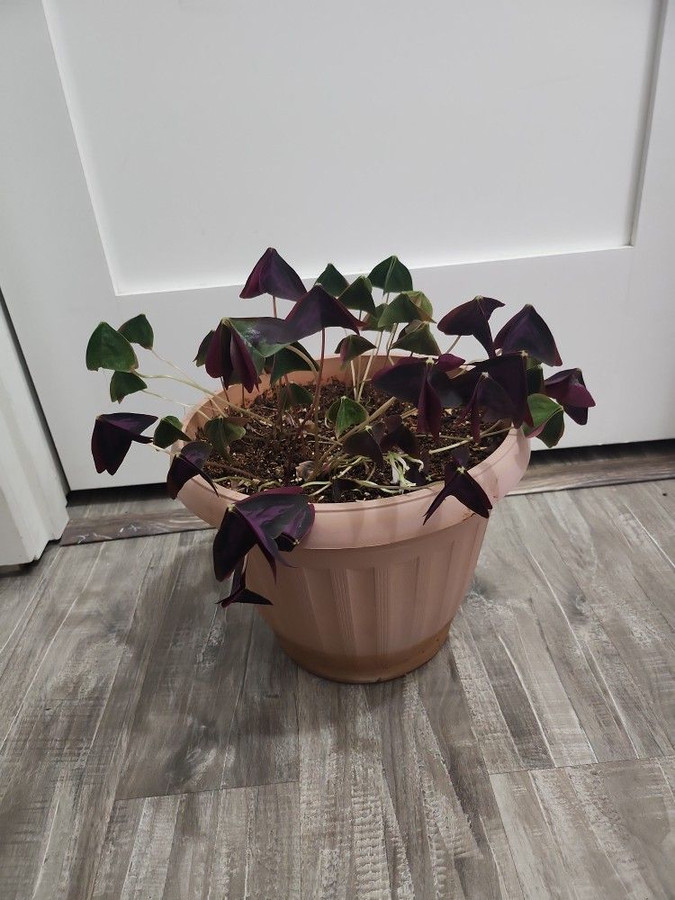 Butterfly Plant
