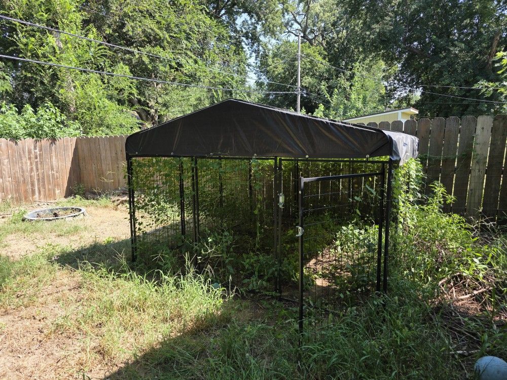 Large Outdoor Dog Area