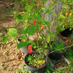 Plantas De Jalapeño Y Ghost Pepper 