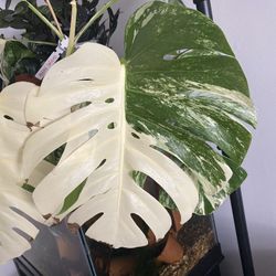 Monstera Albo Cuttings