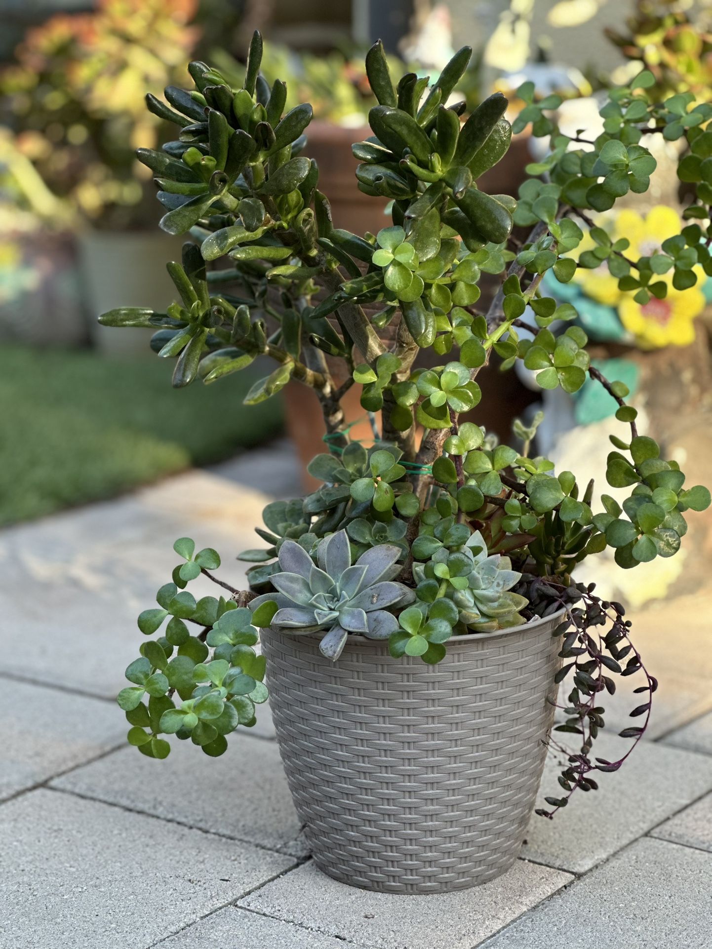 Assorted Succulent Plants