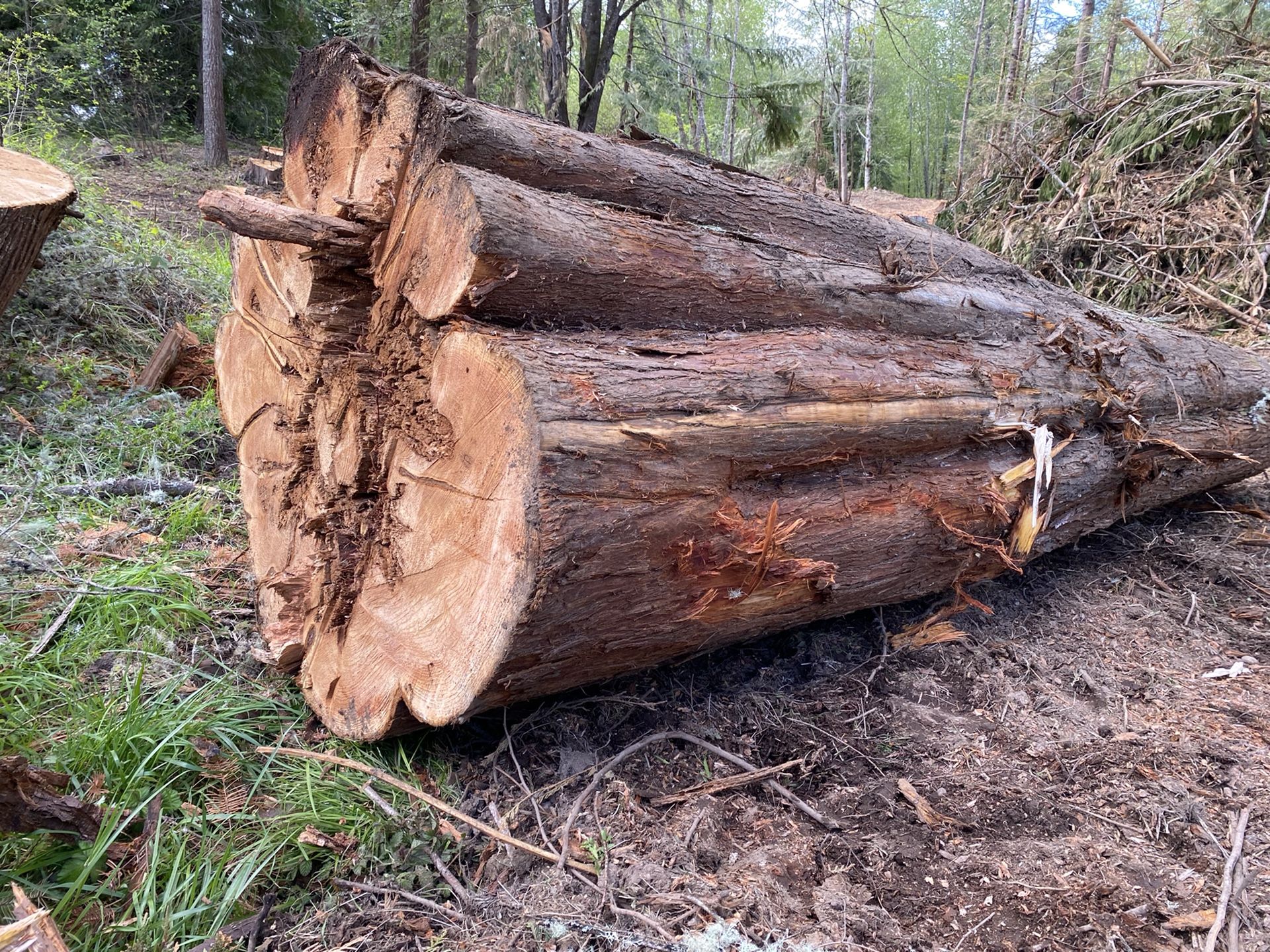 Cedar Logs for Sale in Roy, WA OfferUp