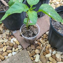 Jamaican callaloo plant 