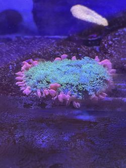 Frankenstein Mushroom Decoration 