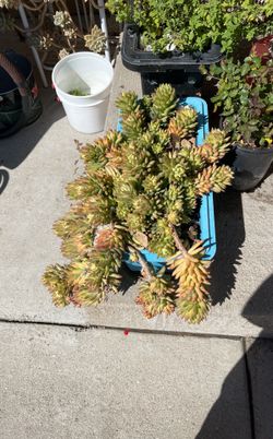 Succulents For Sale