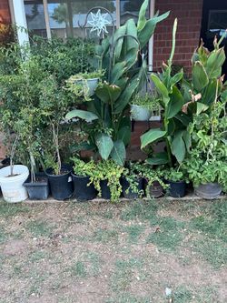 Canna Lilies Alcatraz & Elephant Food