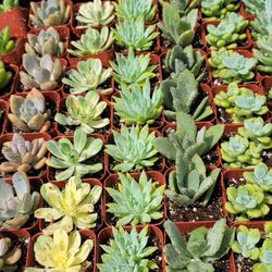 Echeveria & Succulent