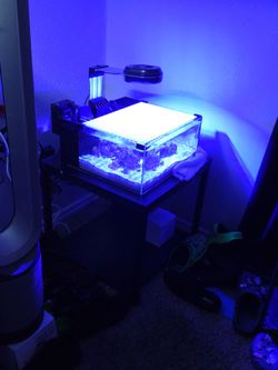 Reef casa 6 gallon pico with accessories